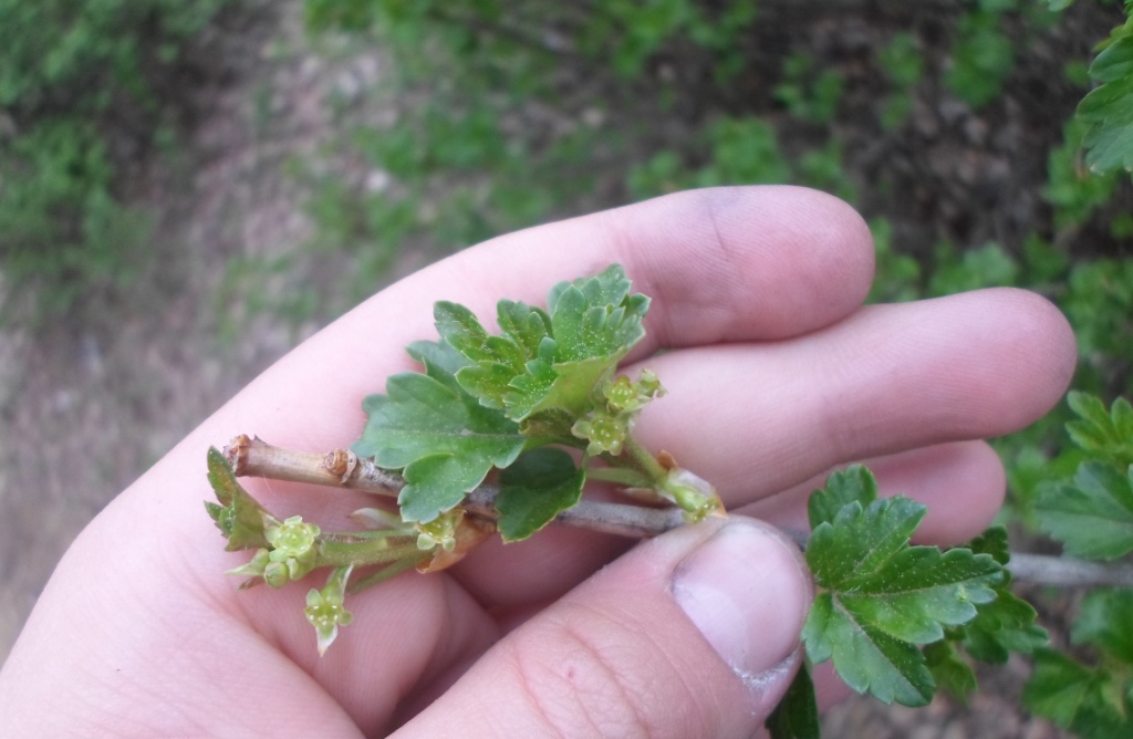 Image of Ribes alpinum specimen.