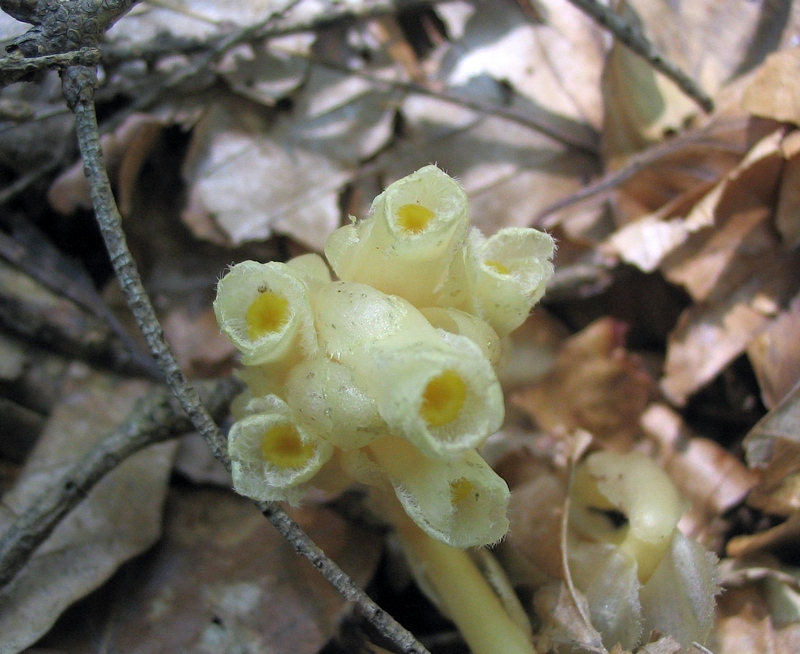 Image of Hypopitys monotropa specimen.