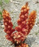 Orobanche grossheimii