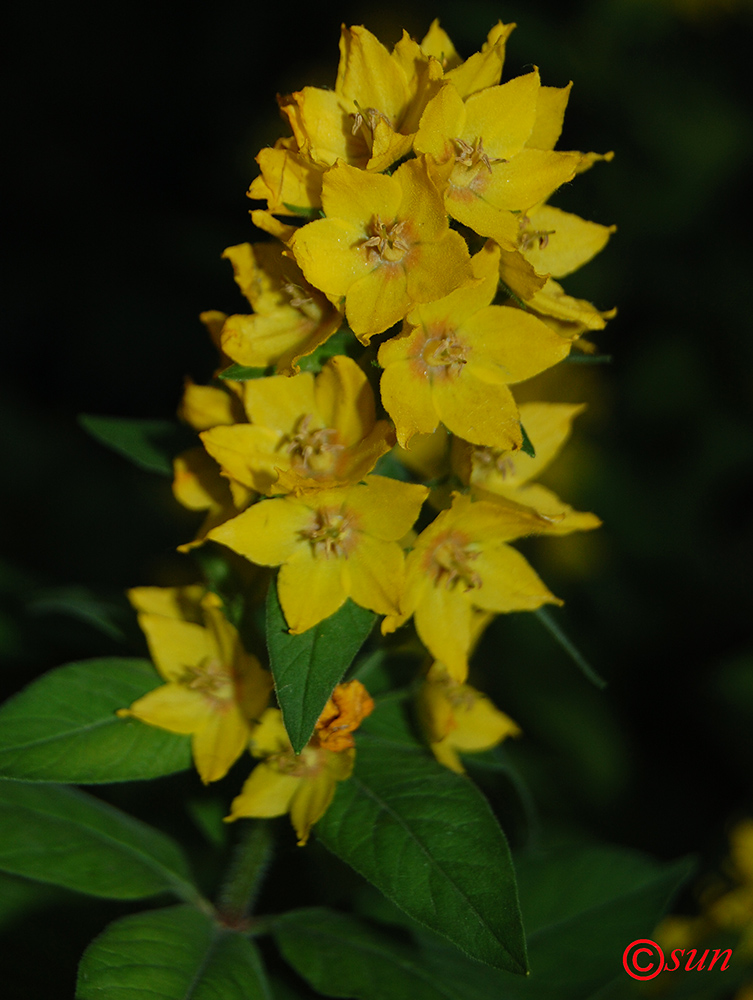 Image of Lysimachia punctata specimen.