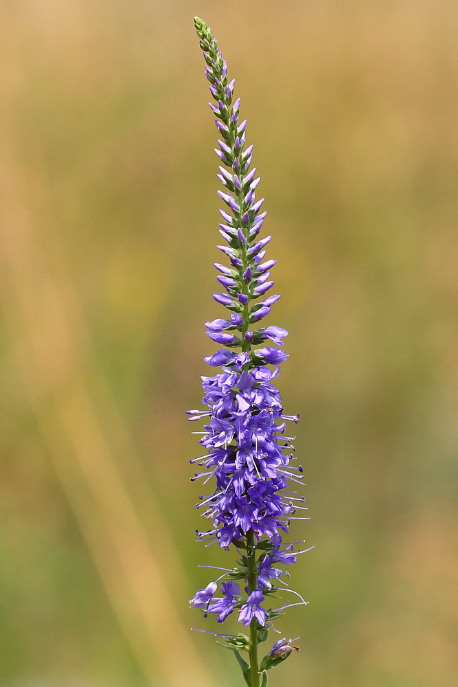 Image of Veronica barrelieri specimen.