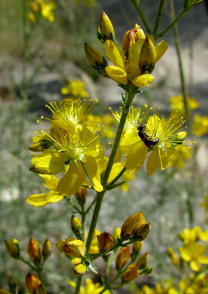 Изображение особи Hypericum lydium.