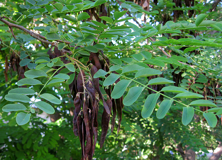 Изображение особи Robinia pseudoacacia.