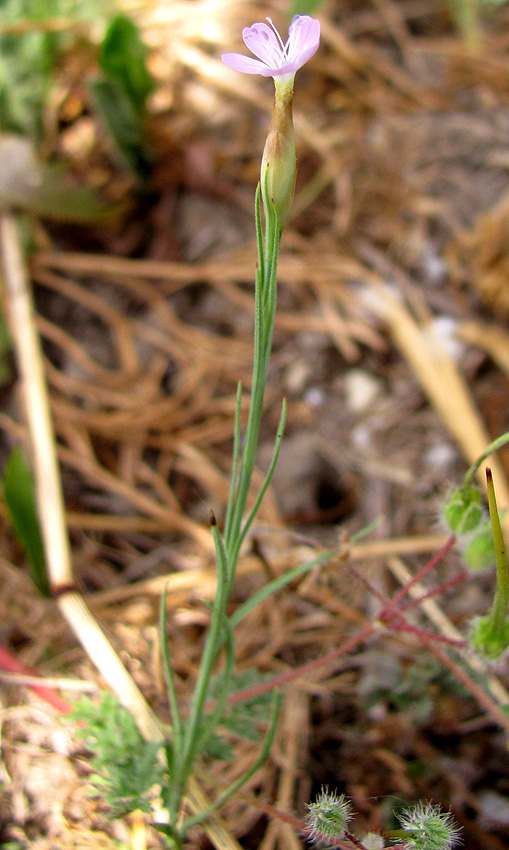 Image of Petrorhagia prolifera specimen.