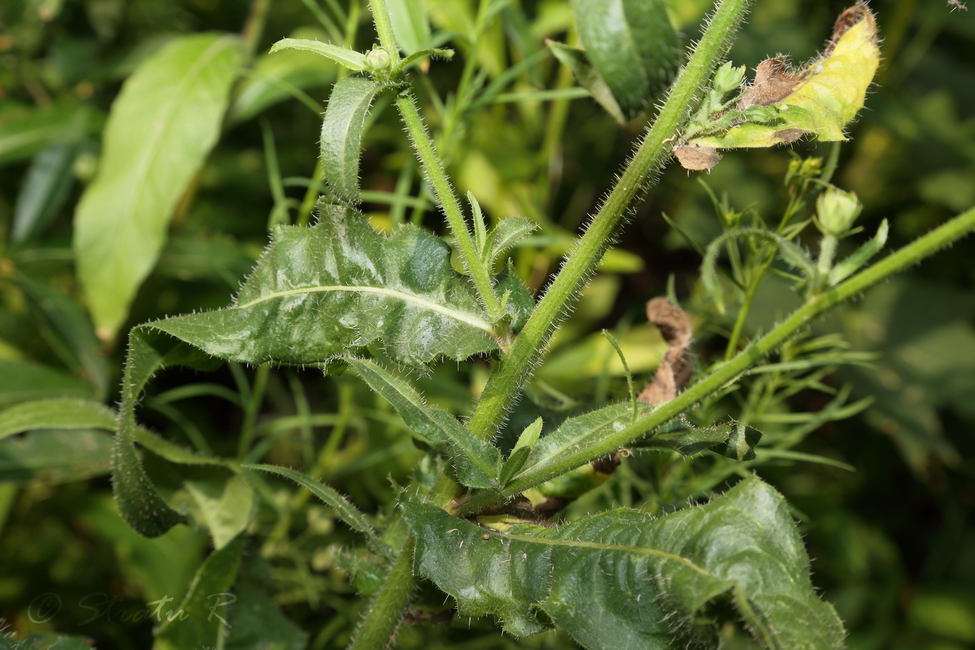 Image of Picris hieracioides specimen.