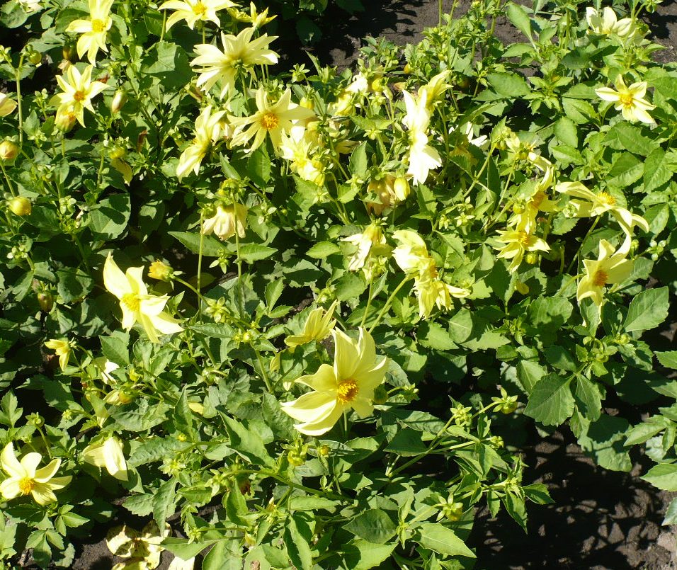 Image of Dahlia pinnata specimen.