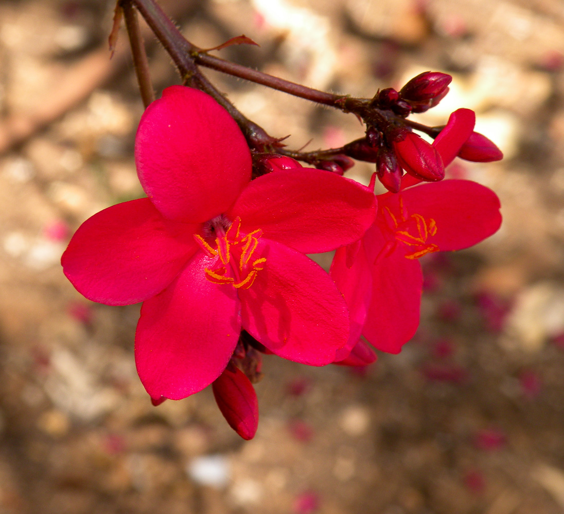 Image of Jatropha integerrima specimen.