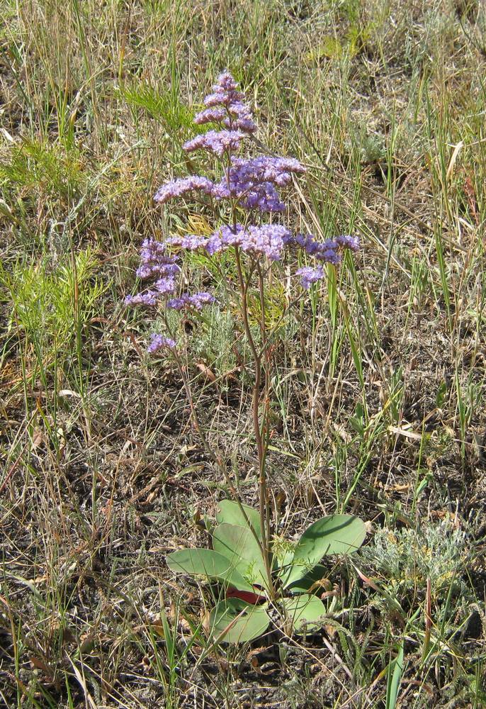 Image of Limonium gmelinii specimen.