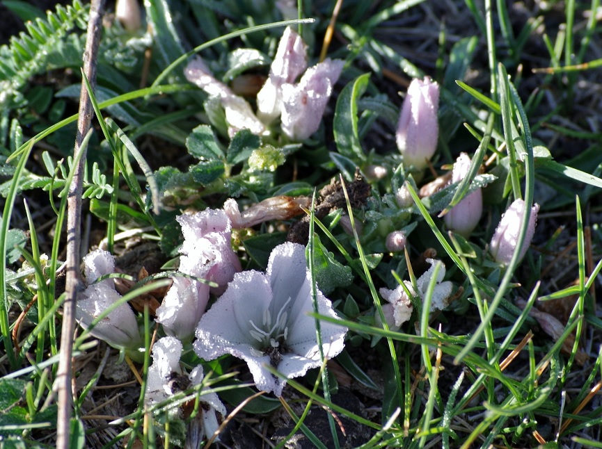 Image of Convolvulus lineatus specimen.