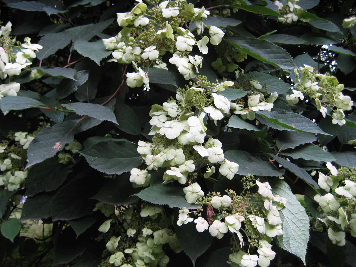 Image of Hydrangea heteromalla specimen.