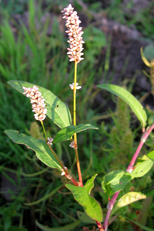 Image of Persicaria amphibia specimen.