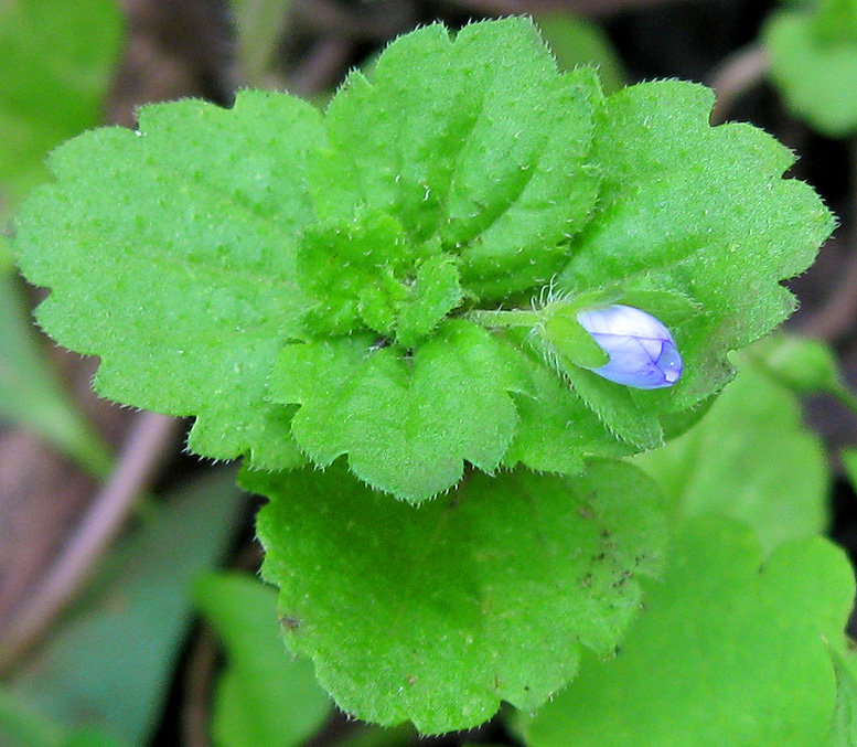 Image of Veronica persica specimen.