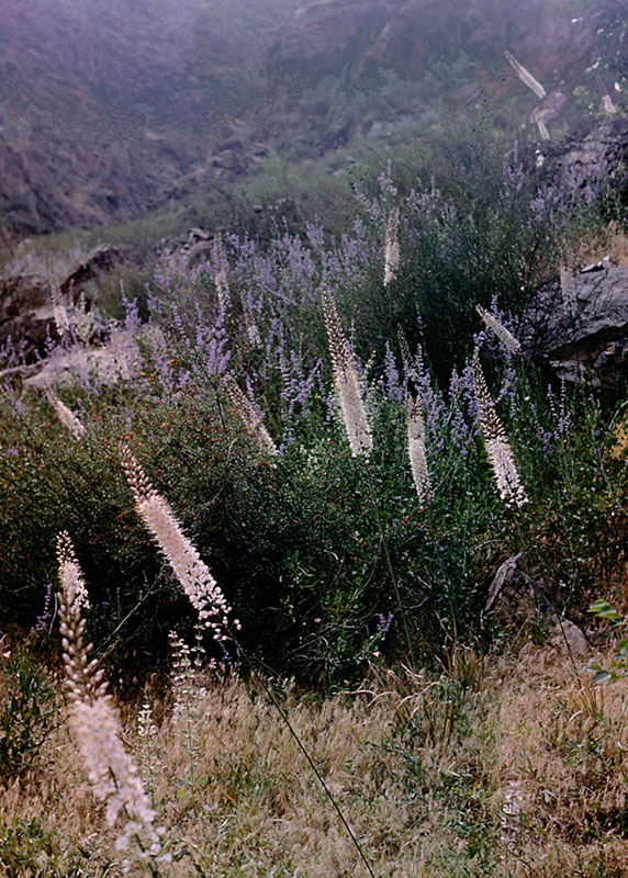 Изображение особи Eremurus tianschanicus.