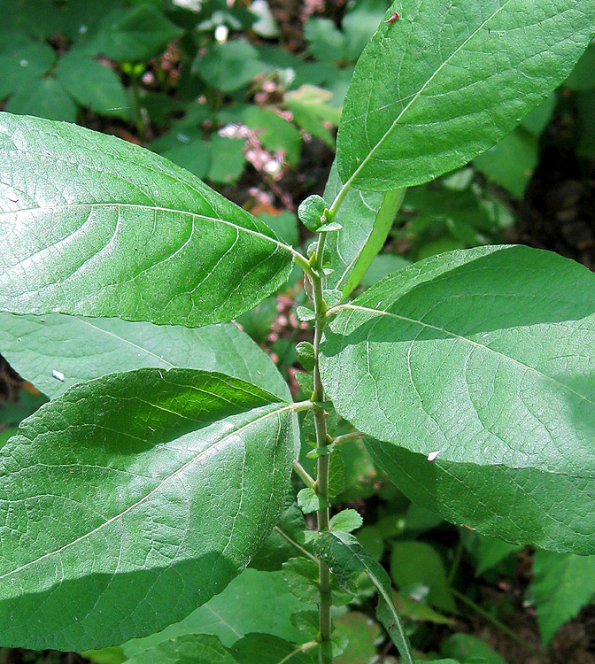 Image of Salix caprea specimen.