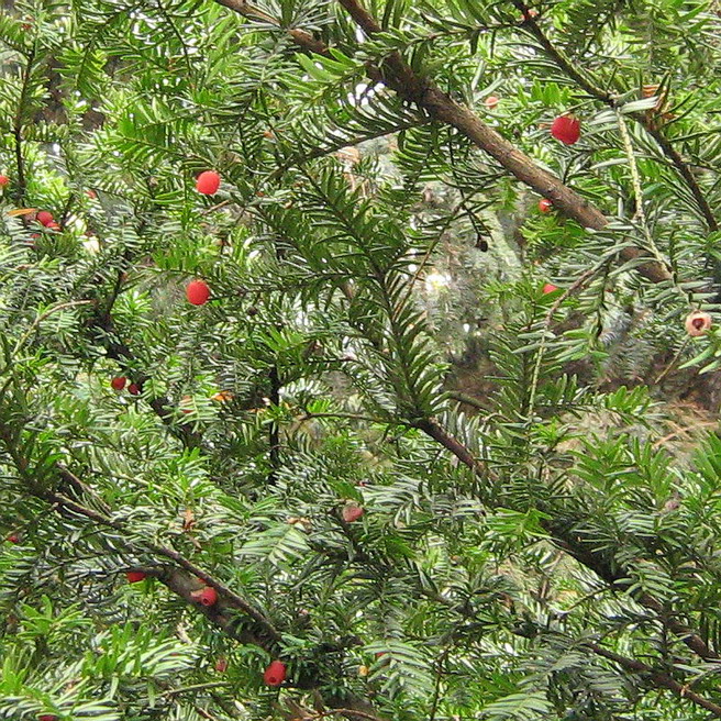 Image of Taxus baccata specimen.