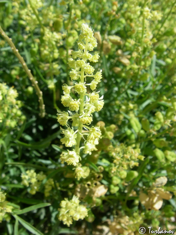 Image of Reseda lutea specimen.