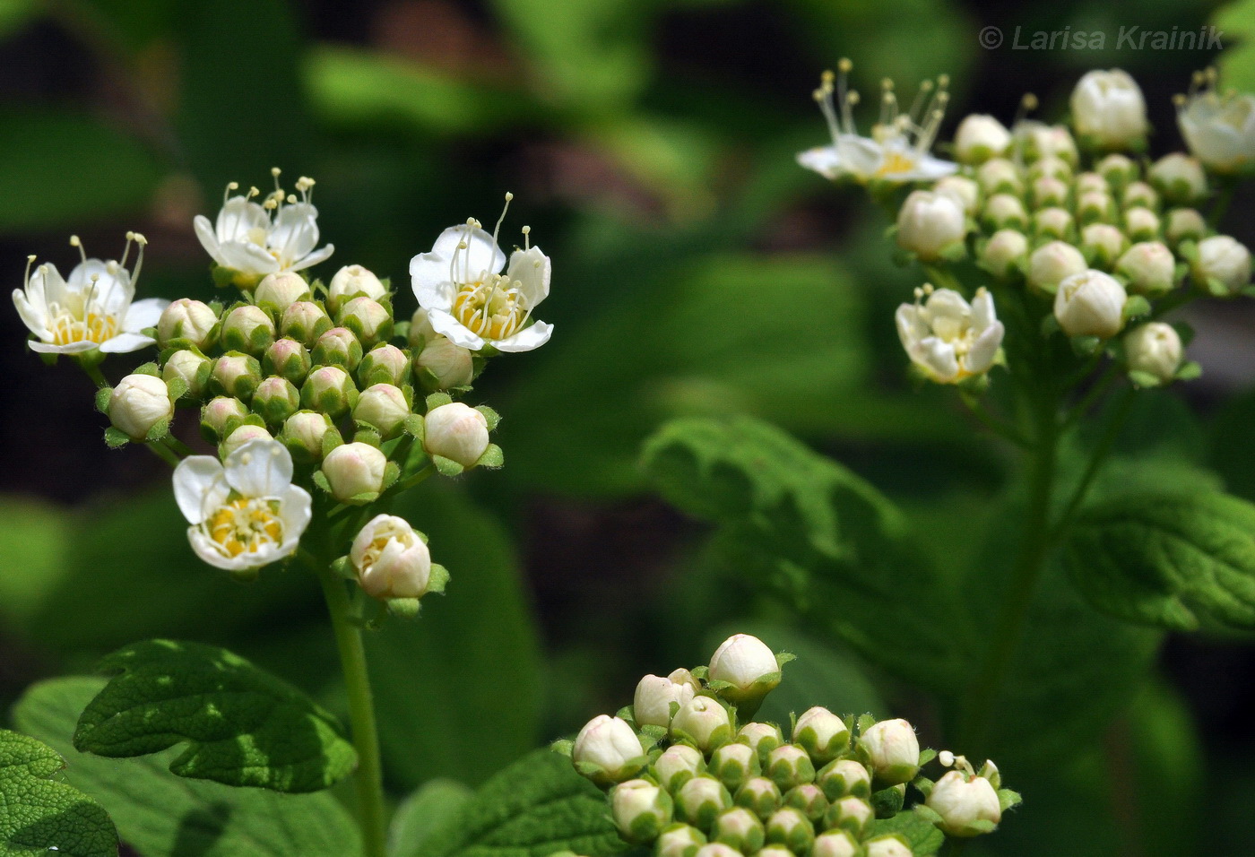 Image of Spiraea sericea specimen.