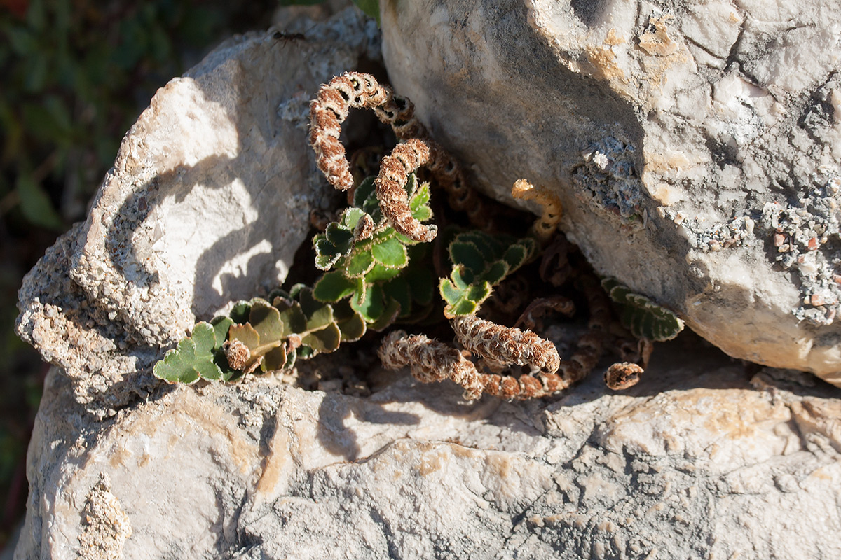 Image of Ceterach officinarum specimen.