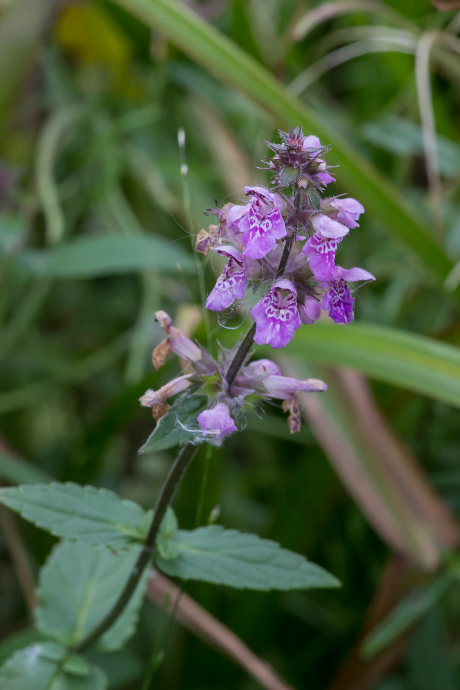 Image of Stachys palustris specimen.