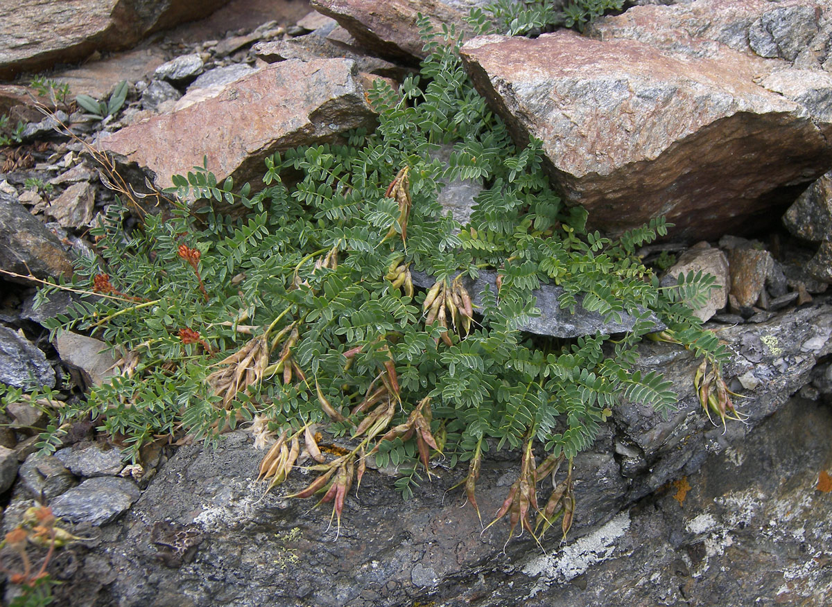 Изображение особи Astragalus levieri.