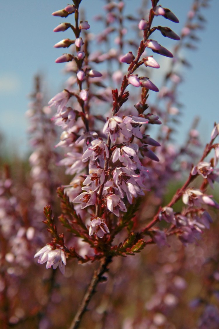 Image of Calluna vulgaris specimen.