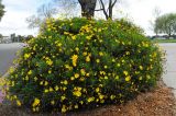 Euryops pectinatus