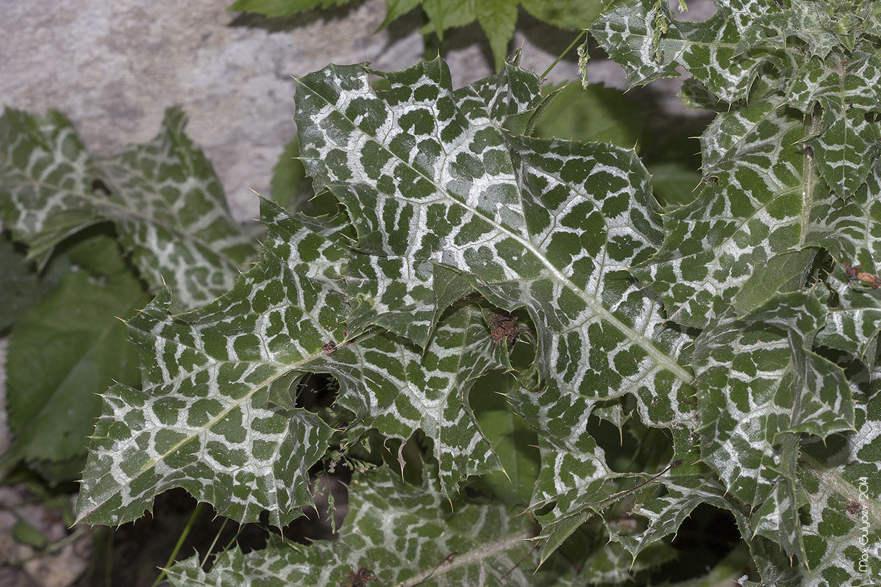 Image of Silybum marianum specimen.