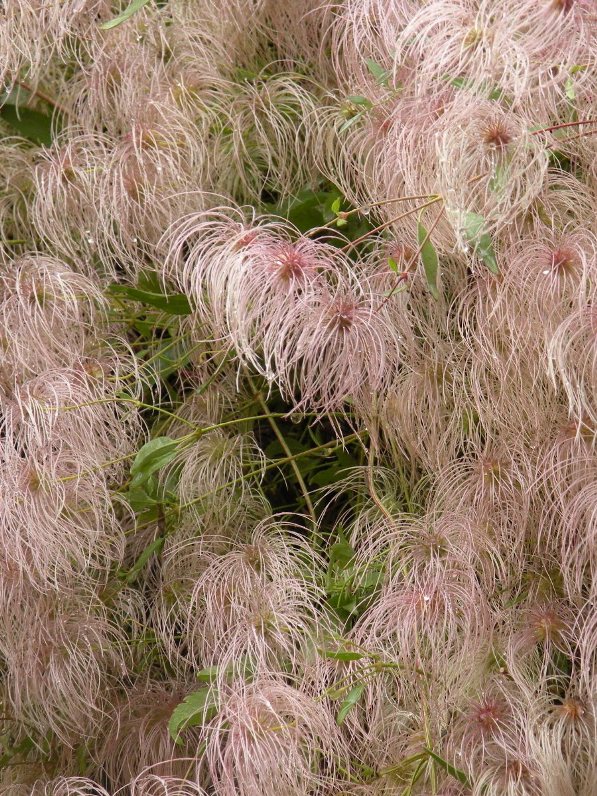 Image of genus Clematis specimen.