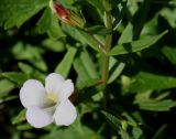 Gratiola officinalis