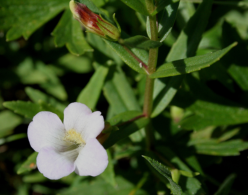 Image of Gratiola officinalis specimen.