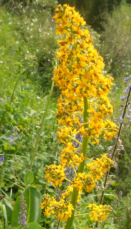 Image of Ligularia heterophylla specimen.