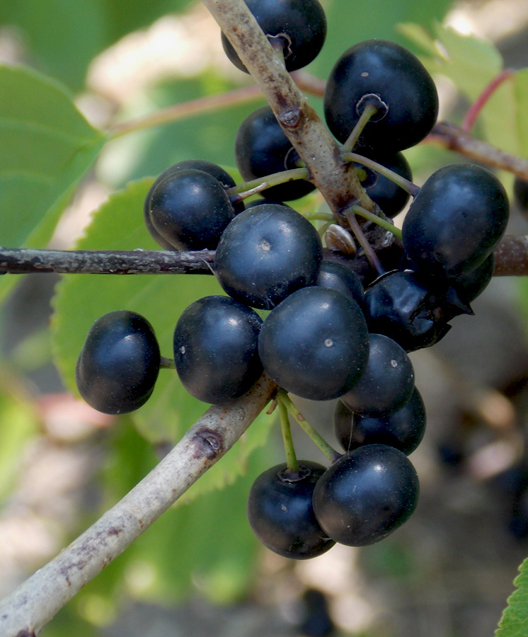 Image of Rhamnus cathartica specimen.