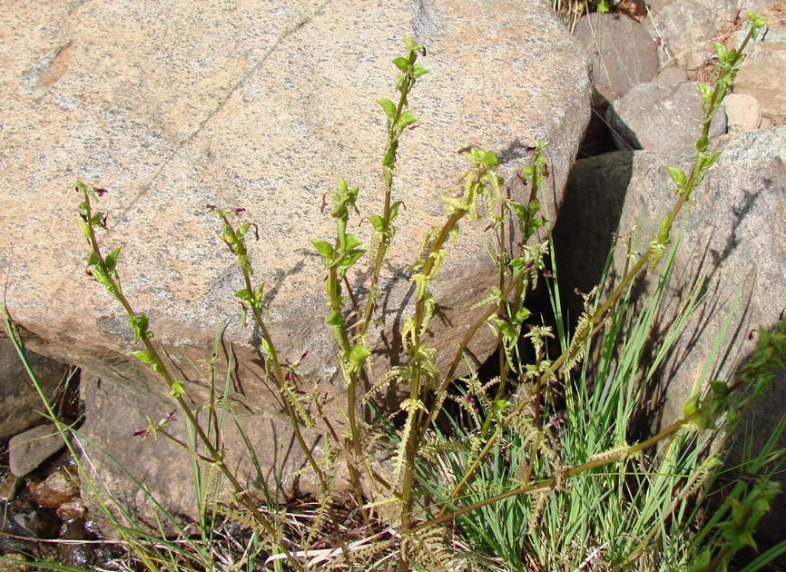 Image of Pedicularis wlassoviana specimen.