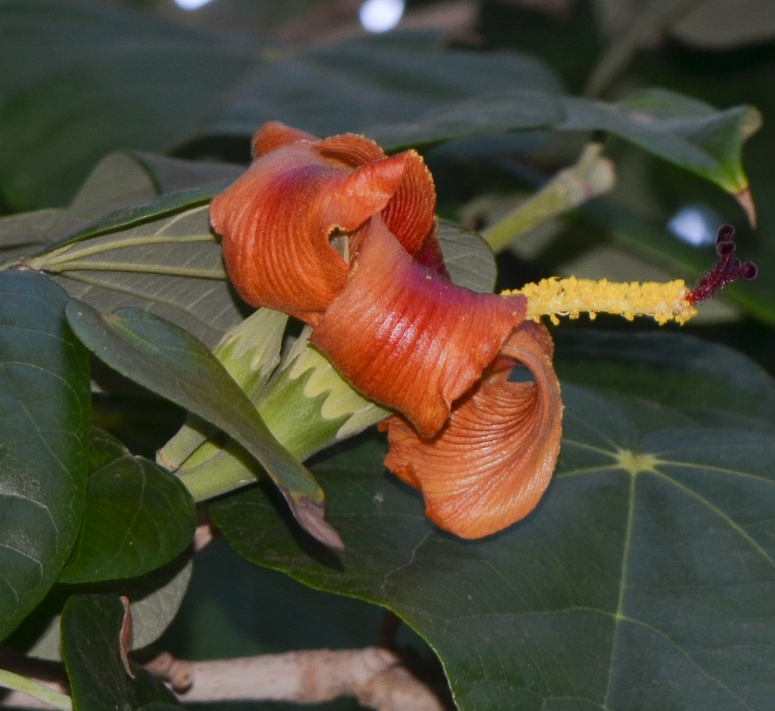 Изображение особи Hibiscus elatus.