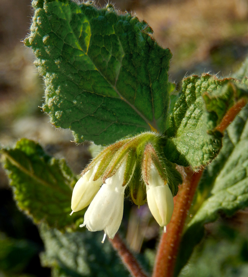 Image of Symphytum tauricum specimen.