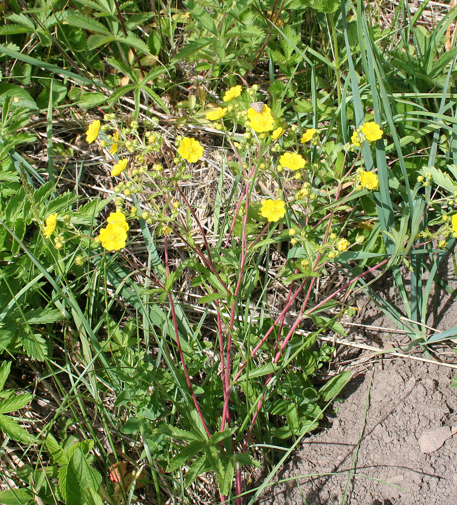 Изображение особи Potentilla chrysantha.