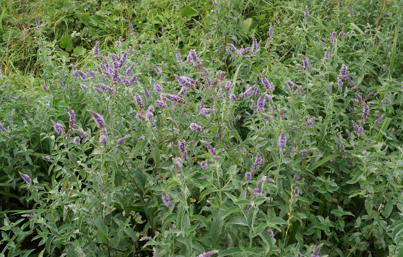 Image of Mentha asiatica specimen.