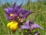 Melampyrum polonicum. Часть соцветия. Украина, Львовская обл., Пустомытовский р-н, на краю кустарниковых зарослей. 28 июля 2006 г.