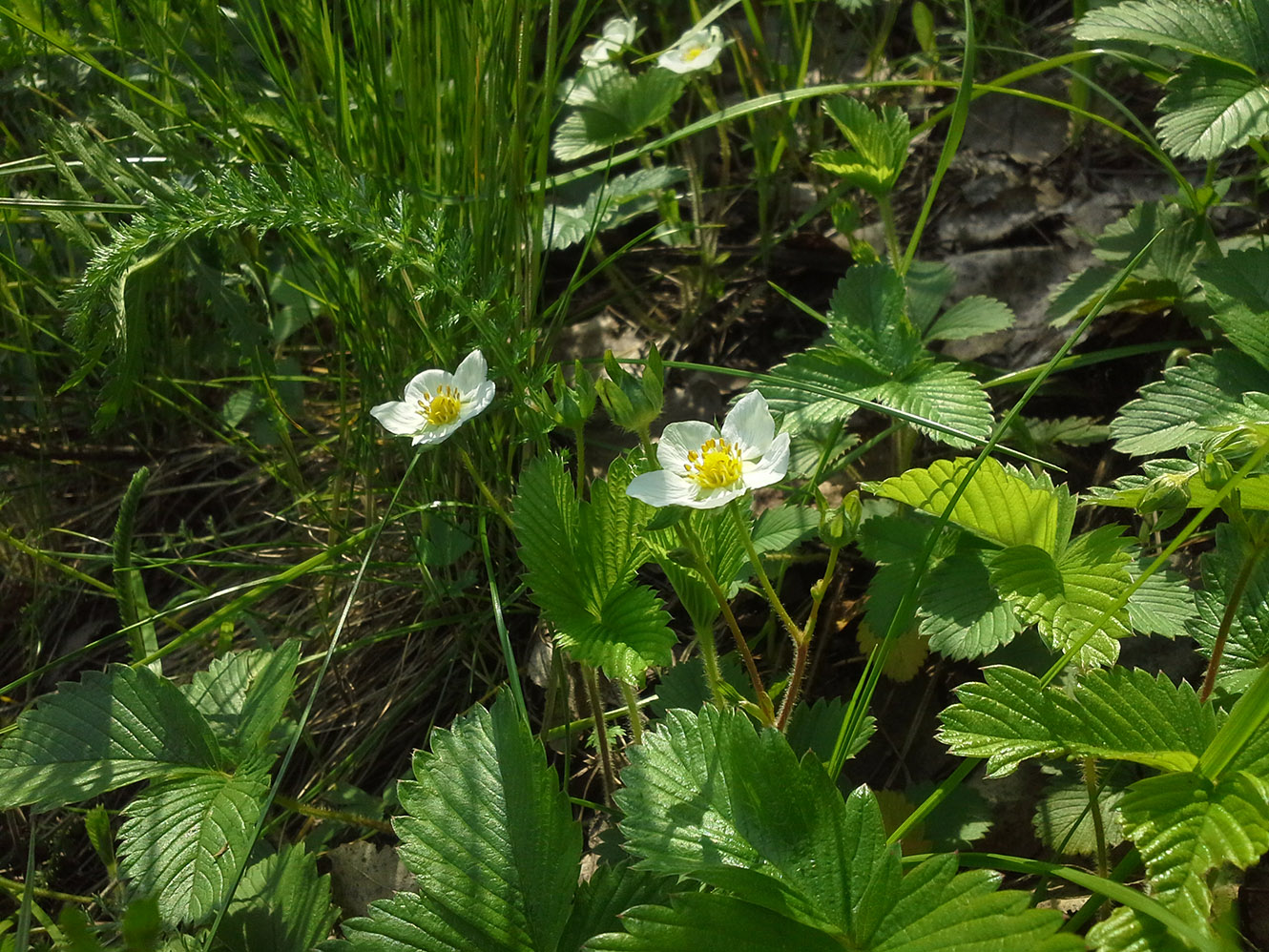 Изображение особи Fragaria viridis.