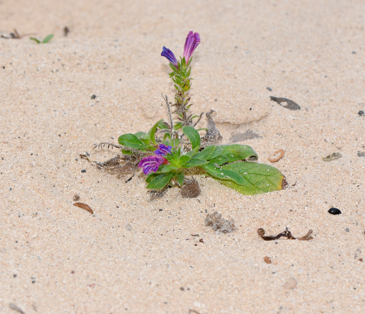 Изображение особи Echium bonnetii.