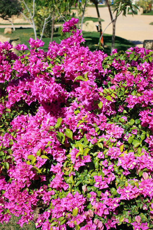 Image of genus Bougainvillea specimen.