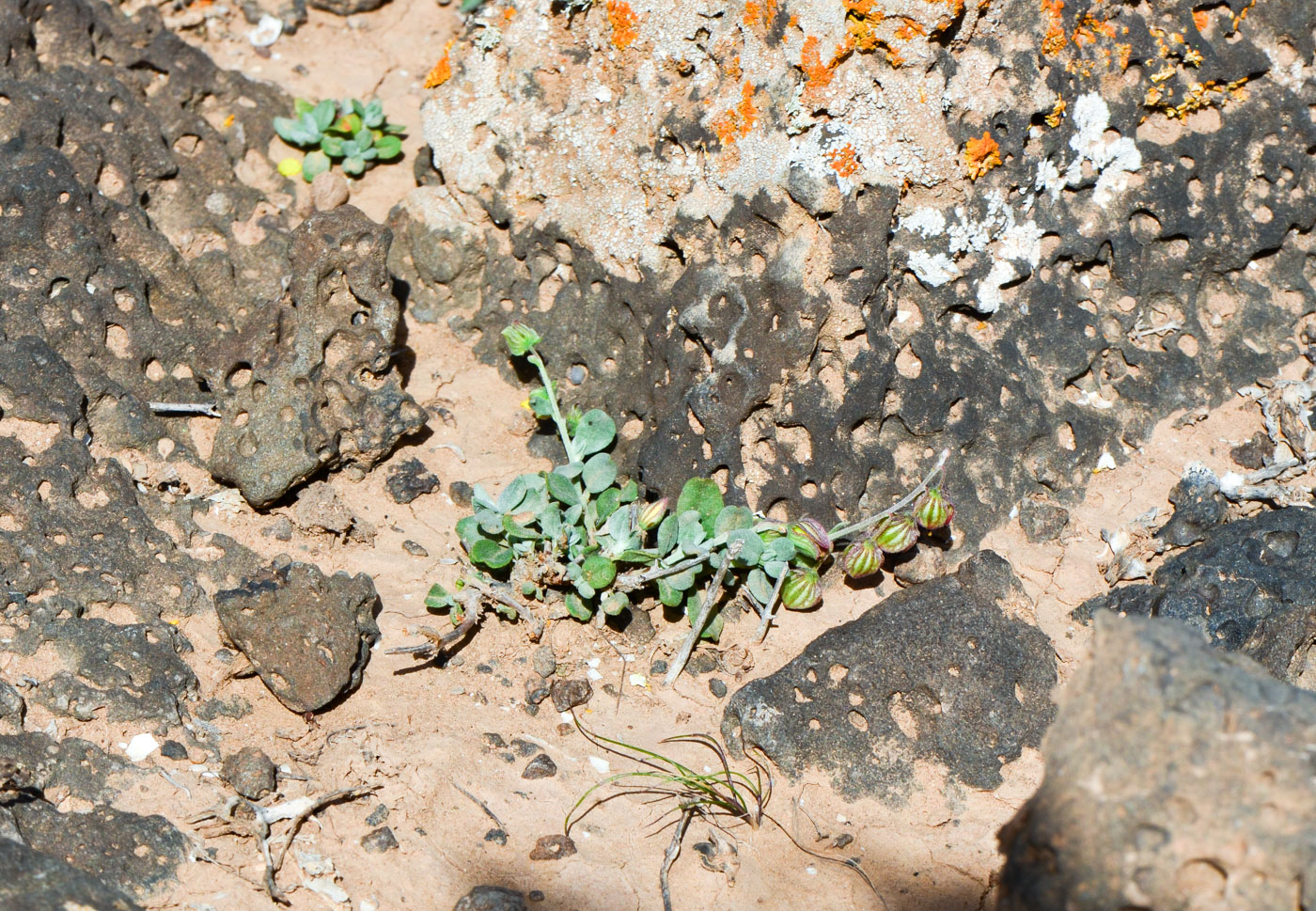 Image of Helianthemum canariense specimen.