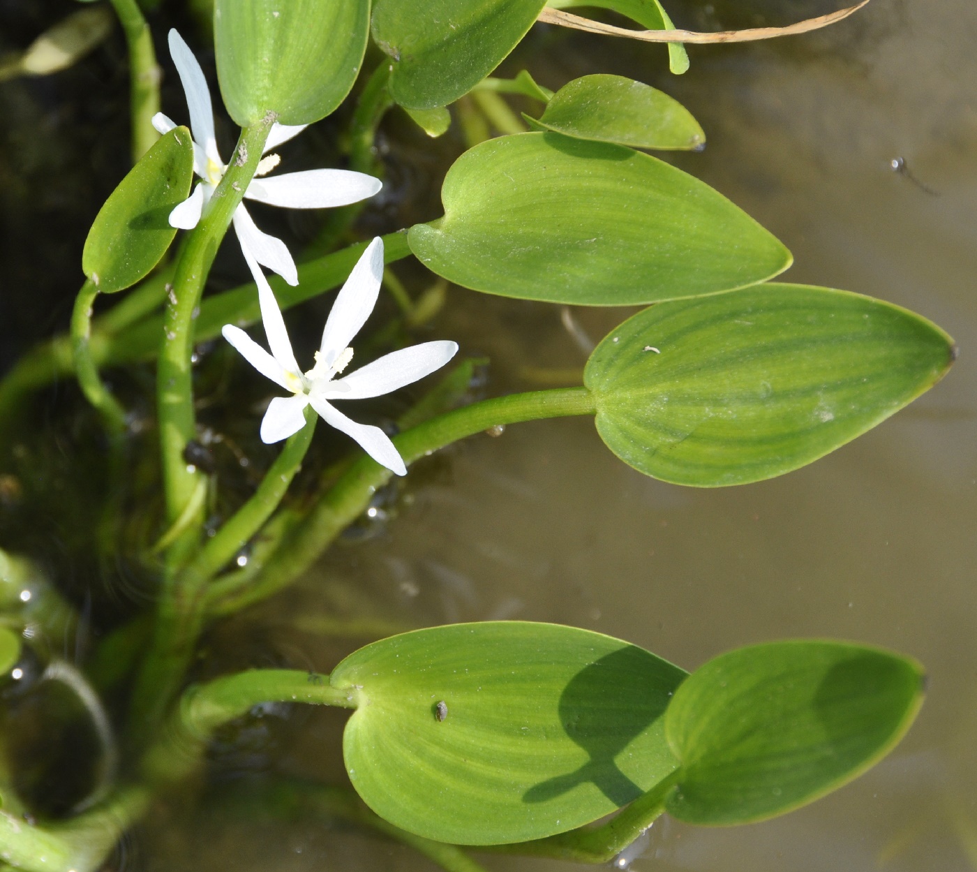 Image of genus Heteranthera specimen.