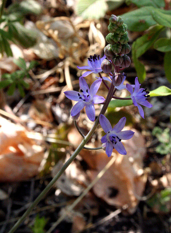 Image of Prospero autumnale specimen.