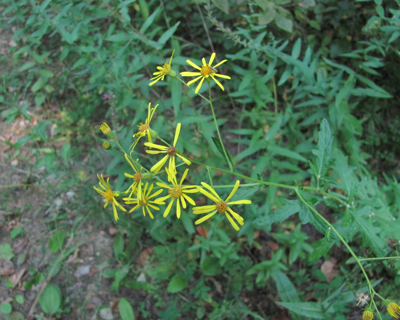 Image of Senecio grandidentatus specimen.