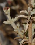 Salsola oppositifolia