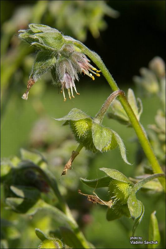 Image of Solenanthus biebersteinii specimen.