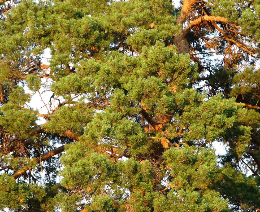 Image of Pinus sylvestris specimen.