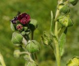 Cynoglossum officinale. Верхушки цветущих побегов. Восточный Казахстан, Кокпектинский р-н, 25 км в горы от с. Пантелеймоновка, 1000 м н.у.м., сопка. 13.06.2016.