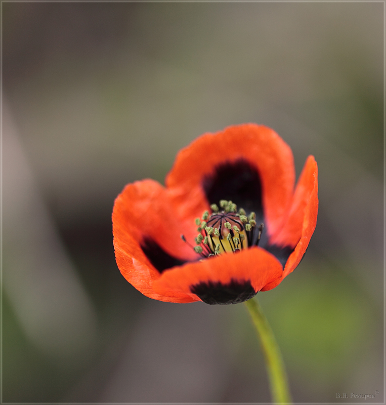 Image of Papaver stevenianum specimen.